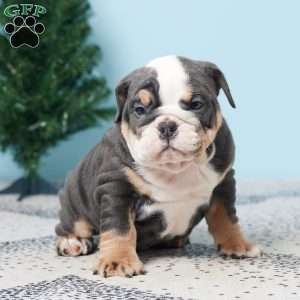 DODGE, English Bulldog Puppy